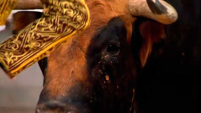 Toros desde San Martín de Valdeiglesias