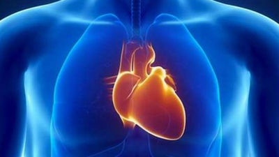 Descubren por qué el corazón está en el lado izquierdo del cuerpo humano