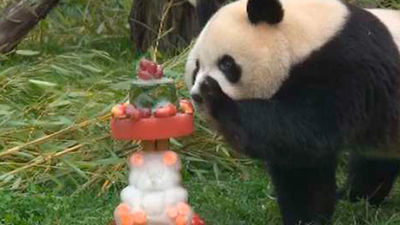 El Zoo Aquarium celebra el cumpleaños de Chulina