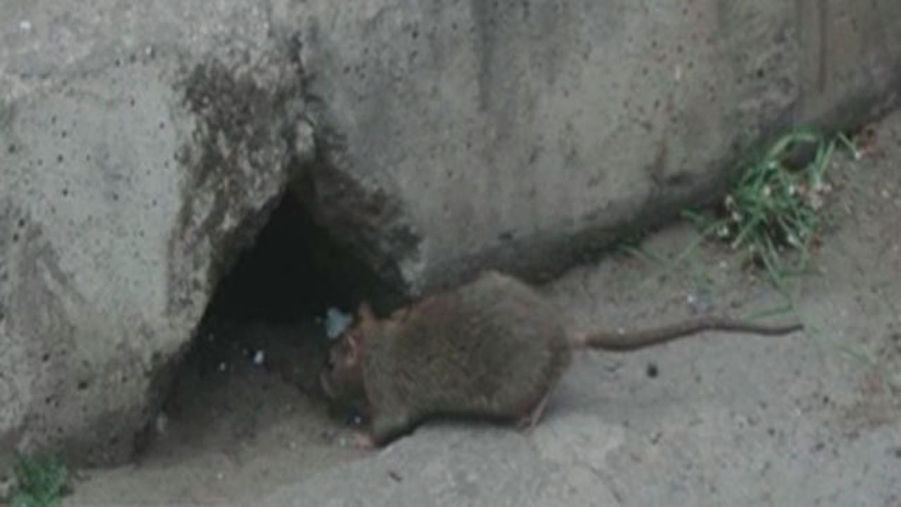 Las ratas invaden San Fernando de Henares