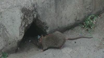 Las ratas invaden San Fernando de Henares