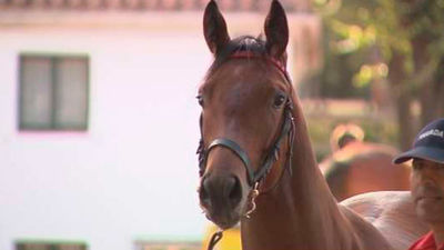 El hipódromo acoge la tradicional subasta pública de yealings