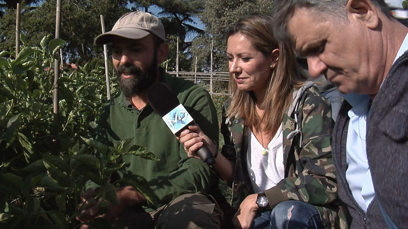 La despensa solidaria de la Quinta de Torre Arias