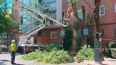 Arranca el plan de regeneración del arbolado en la Colonia del Manzanares