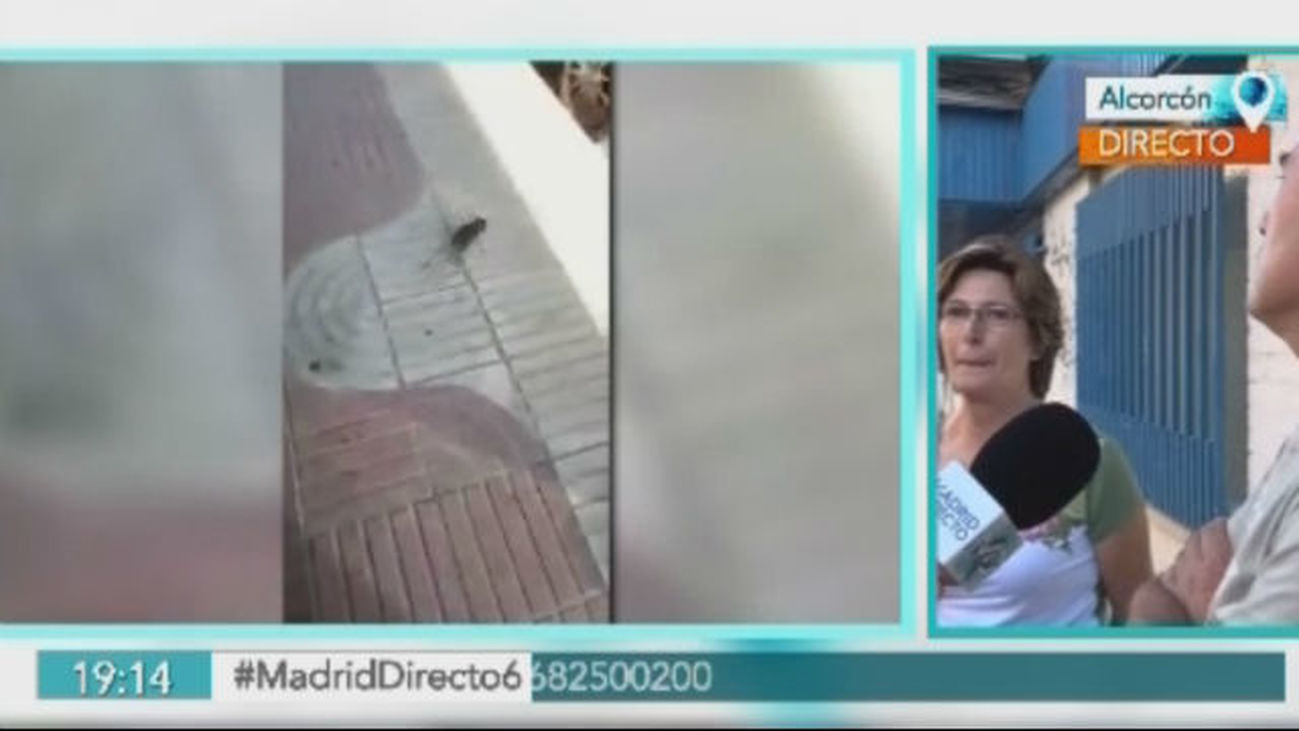 Alcorcón harto de las ratas