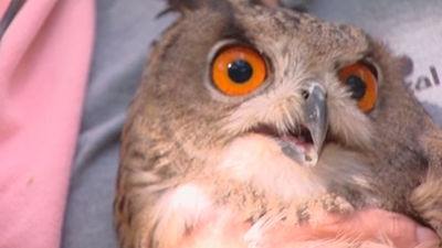 Ya está en libertad el primer ejemplar de búho real que nace en el Zoo
