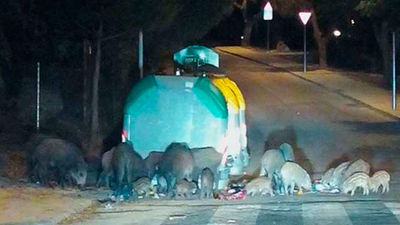 Jabalíes en Colmenar Viejo