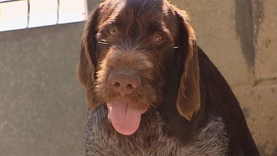Las protectoras de animales madrileñas piden auxilio