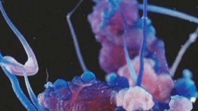 Descubren la proteína que controla la transfomación de la grasa mala en buena