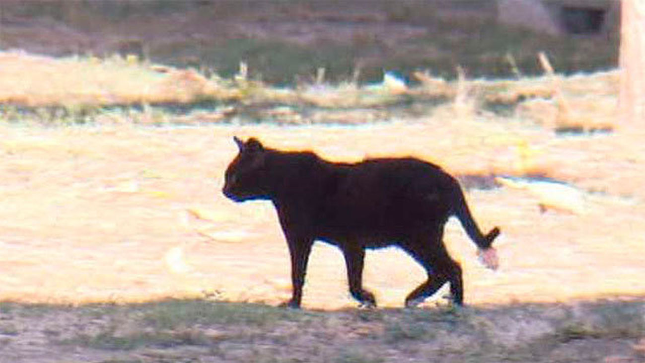 Collado Villalba: Denuncian el envenenamiento de casi una veintena de gatos