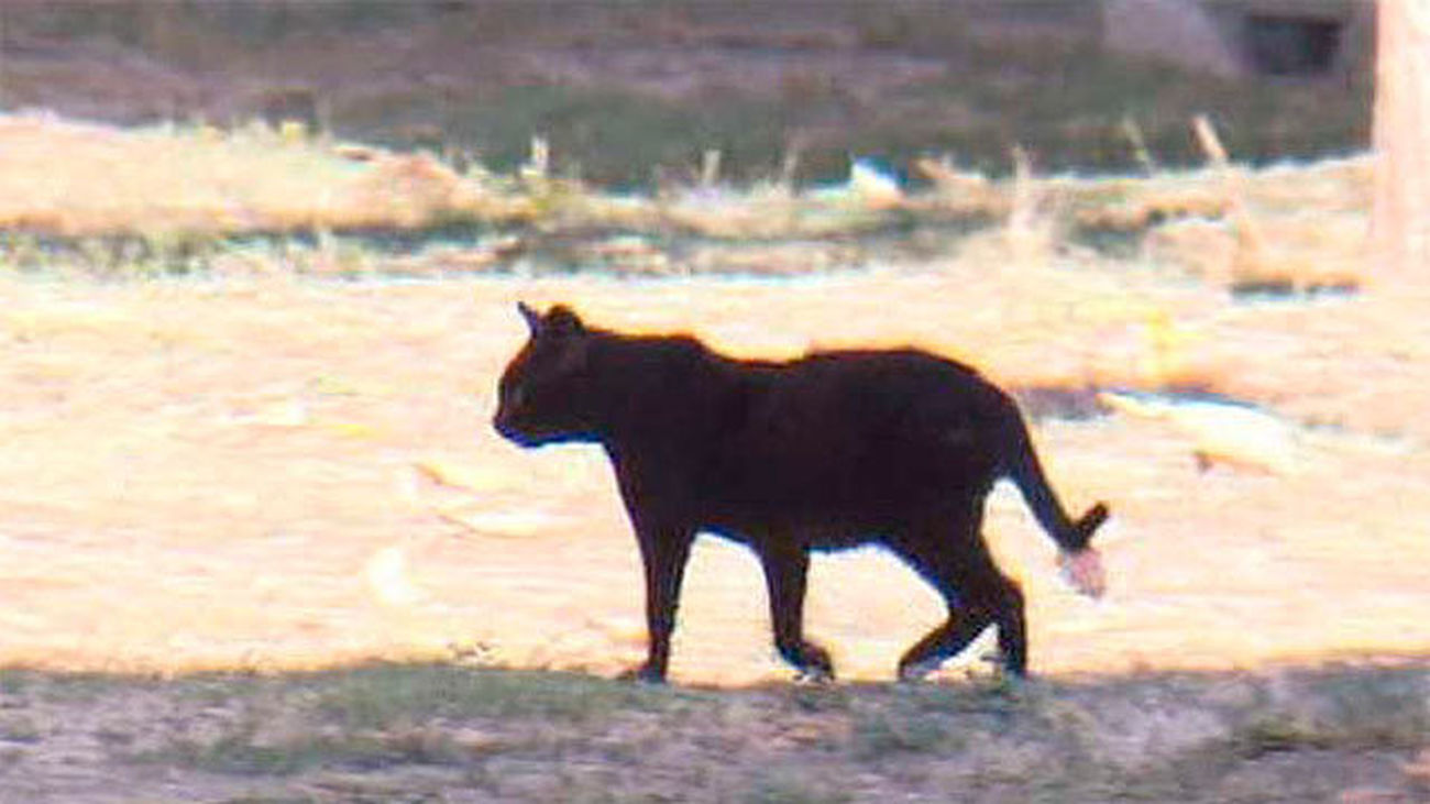 Collado Villalba: Denuncian el envenenamiento de casi una veintena de gatos