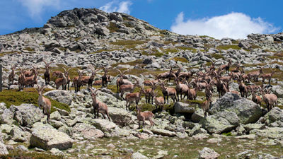 Madrid vende cabras por el exceso de población en la Sierra de Guadarrama
