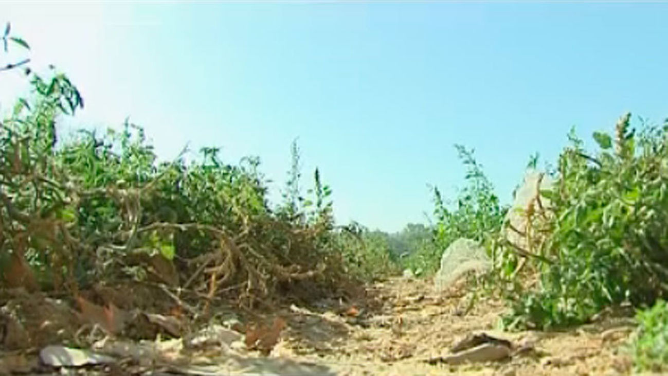 Cortado el riego a los agricultores de la Vega del Tajo por la sequía