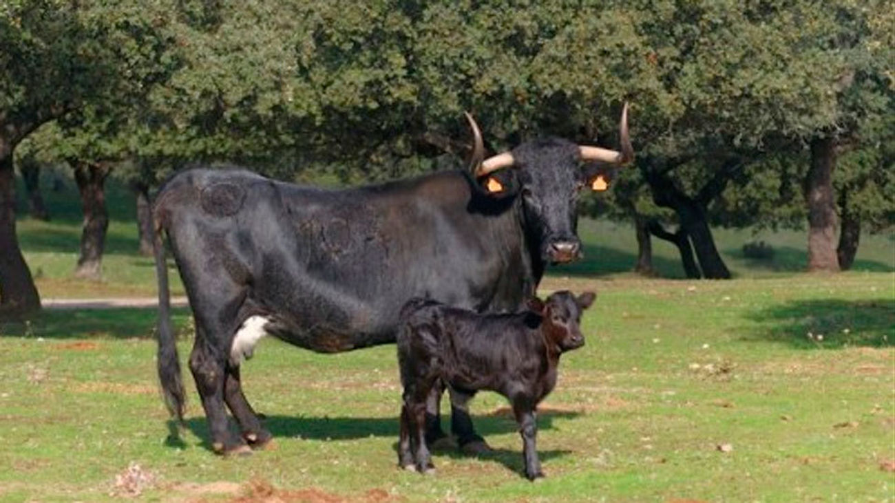 La ganadería crece en Madrid con 77 millones de litros de leche