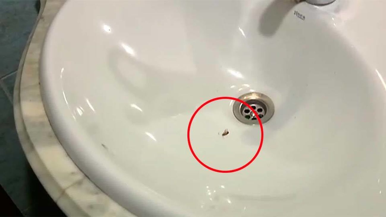 Invadida por las cucarachas en Parla