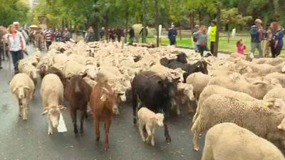 Un total de 1.300 ovejas y 60 cabras retintas recorrerán este domingo Madrid