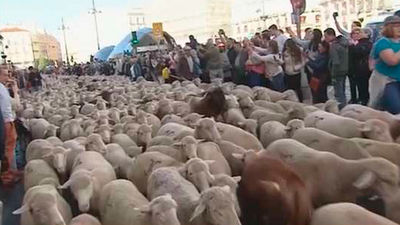 1.300 ovejas y sesenta cabras recorren las calles de Madrid