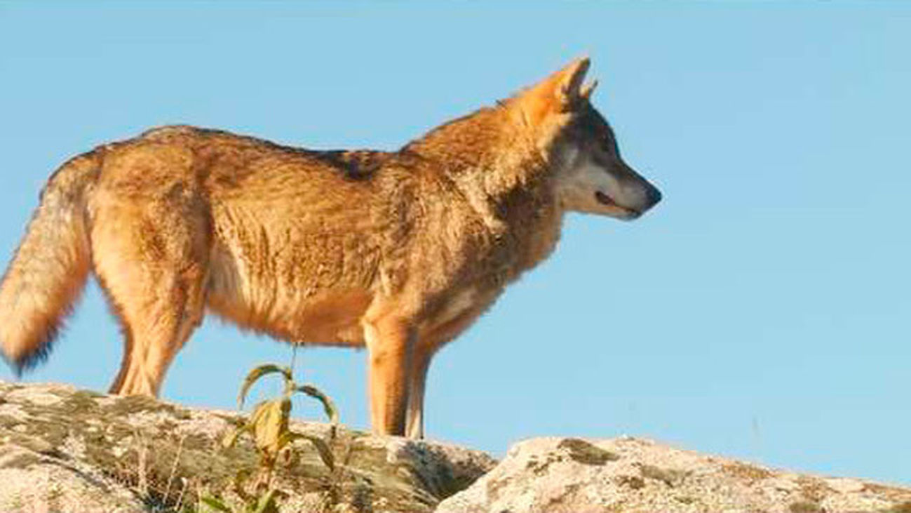 El debate sobre los lobos llega a la Asamblea