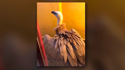 Un vecino se encuentra un buitre leonado en su terraza