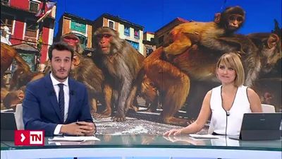 Los macacos del parque cántabro de Cabárceno se escapan de juerga