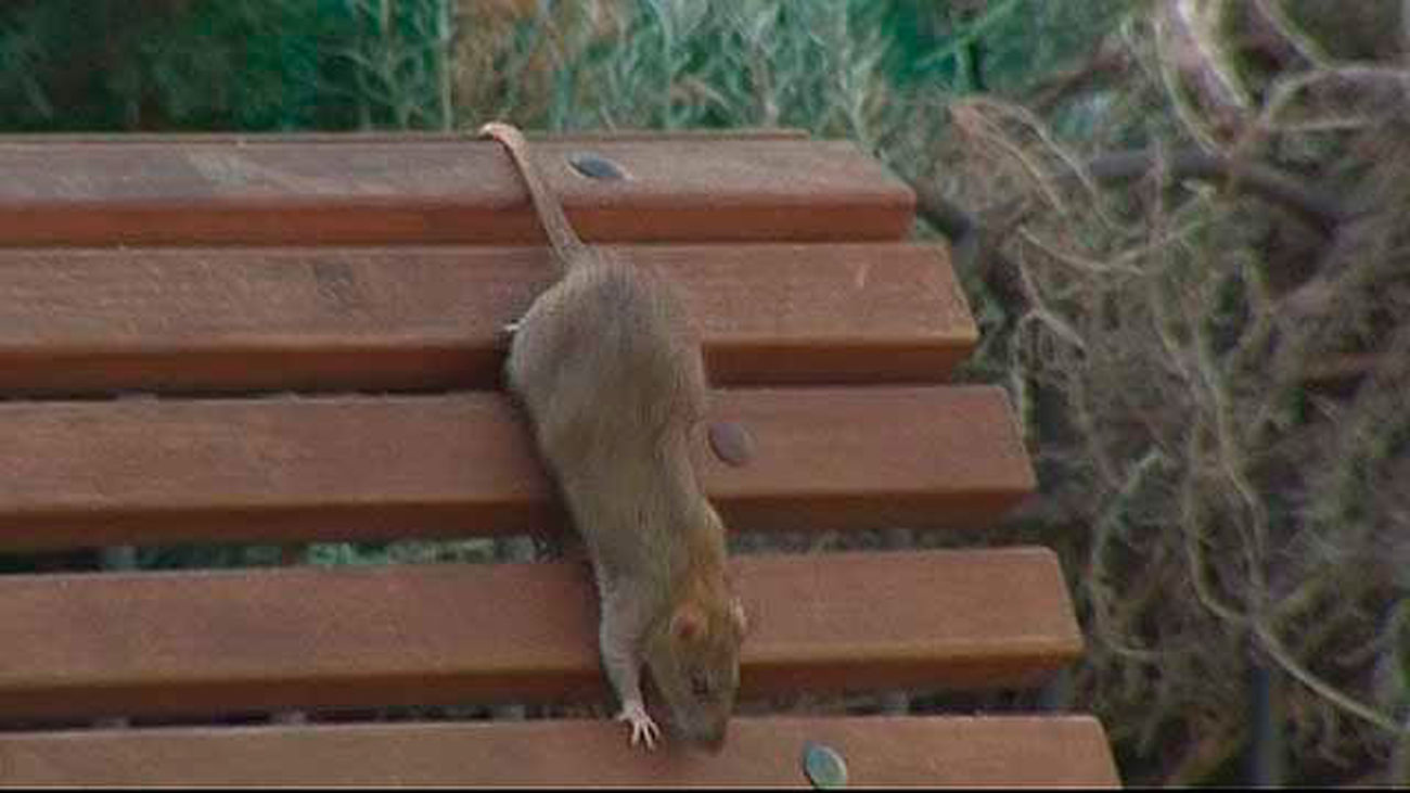 Plaga de ratas en Villaverde bajo
