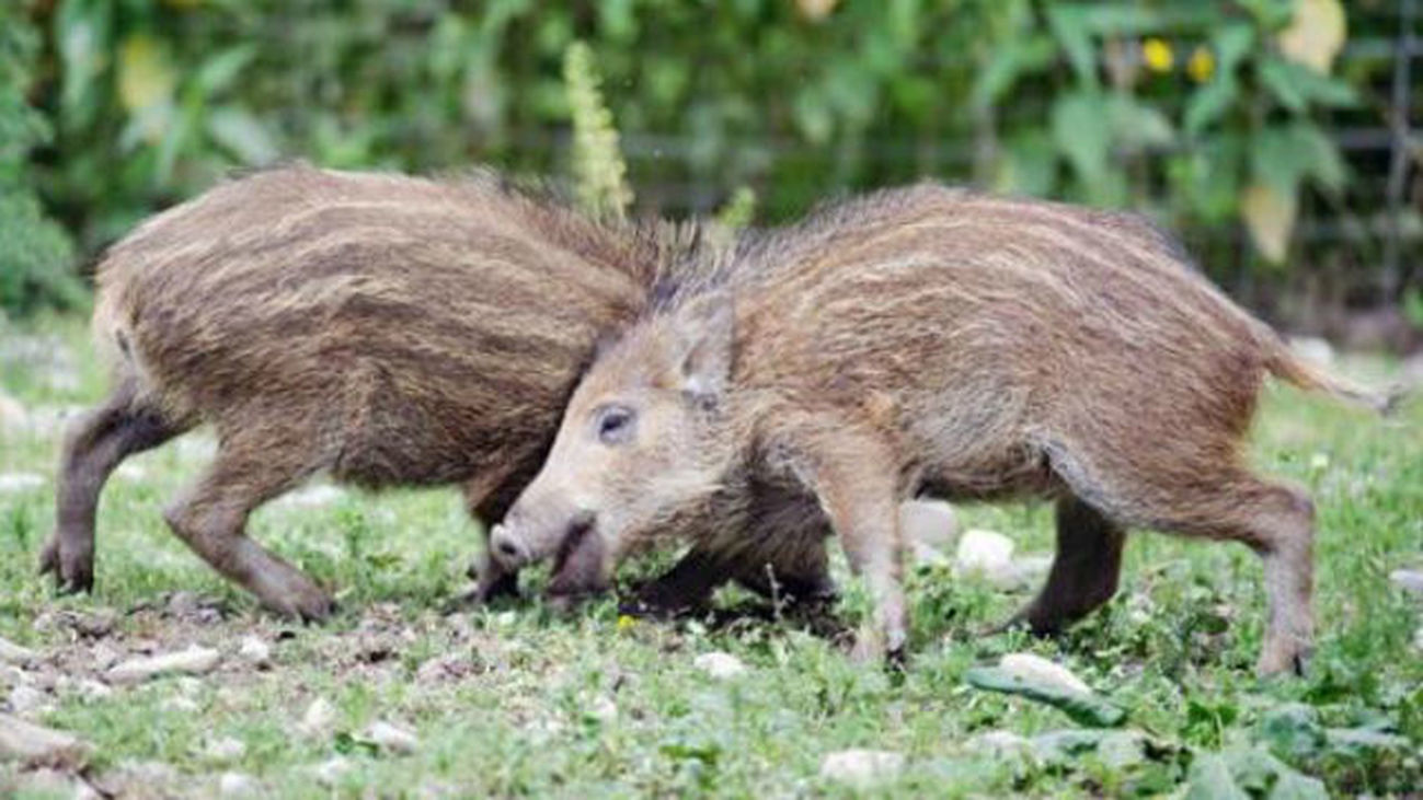 Riesgo para la salud por la presencia de animales en entornos urbanos