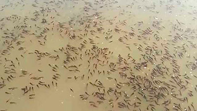 Retiran 1.700 kilos de peces muertos en una laguna del Parque Regional del Sureste