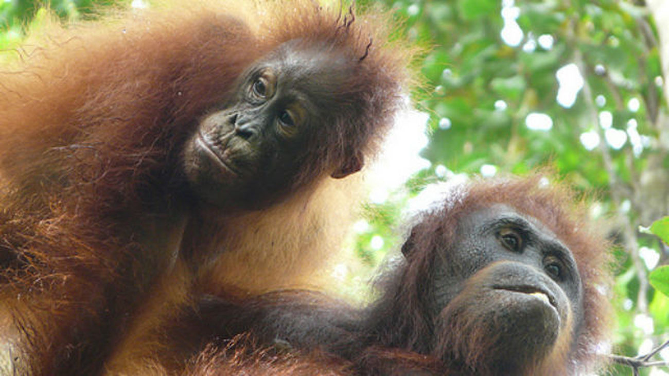 Descubren en Sumatra un nuevo tipo de orangután hasta ahora desconocido