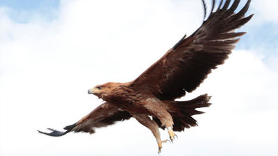 Cifuentes suelta un águila recuperada en el Centro regional de Animales Silvestres