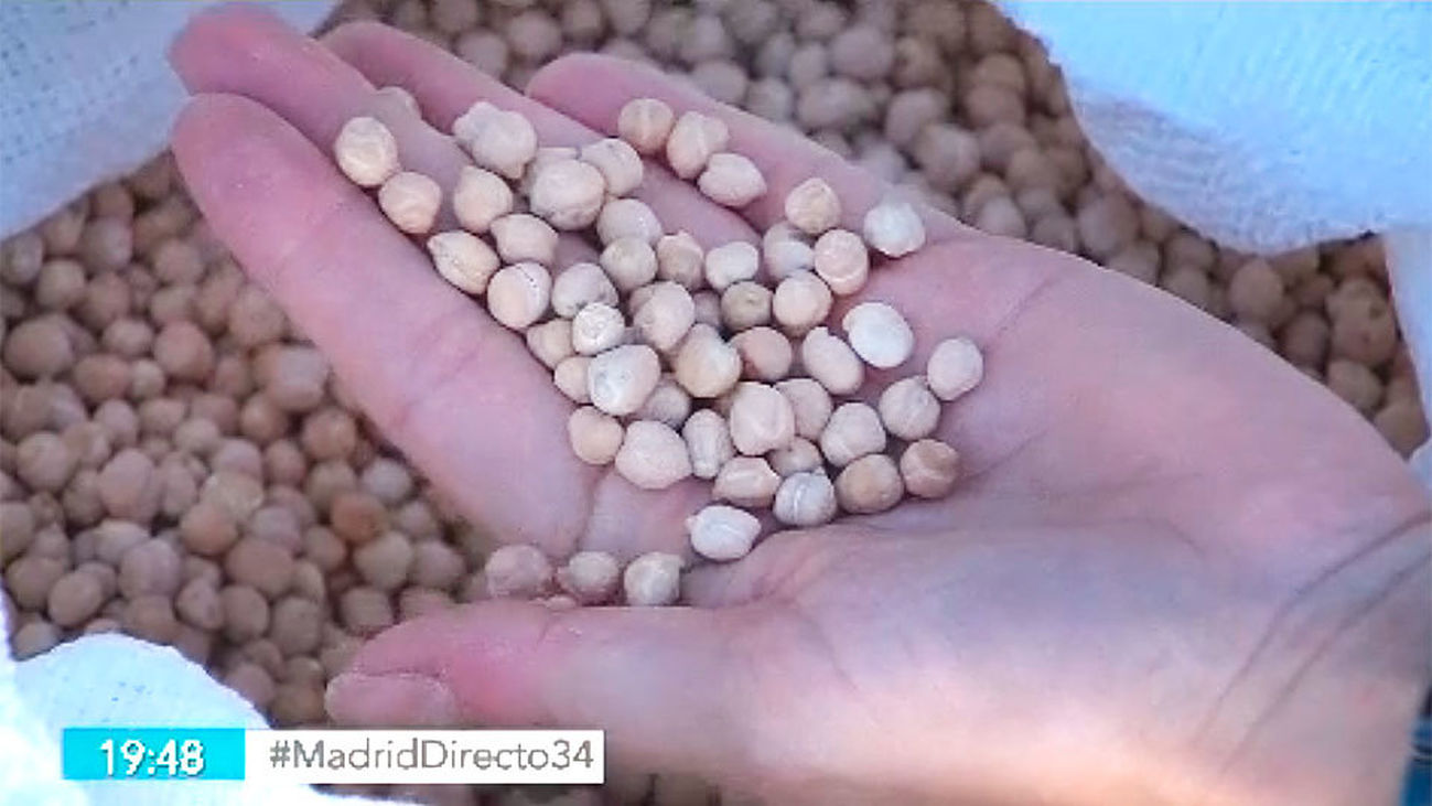 Brunete recupera el garbanzo autóctono de Madrid