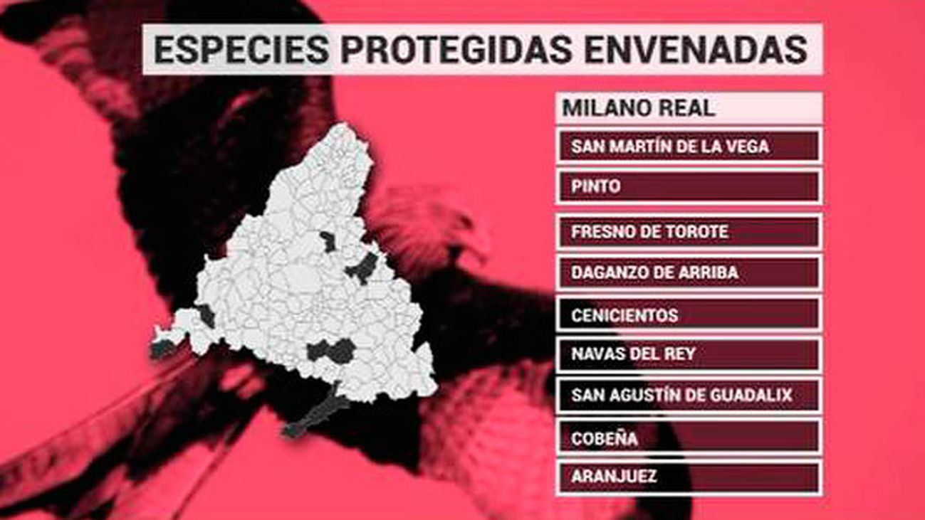 Aves rapaces, en riesgo por envenenamientos