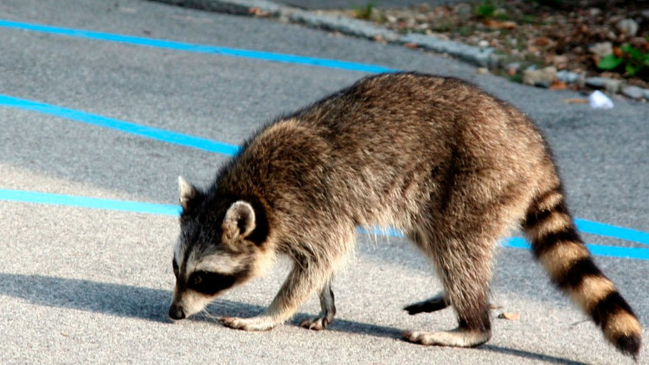 Especies invasoras en Madrid ¿un riesgo para nuestro ecosistema?