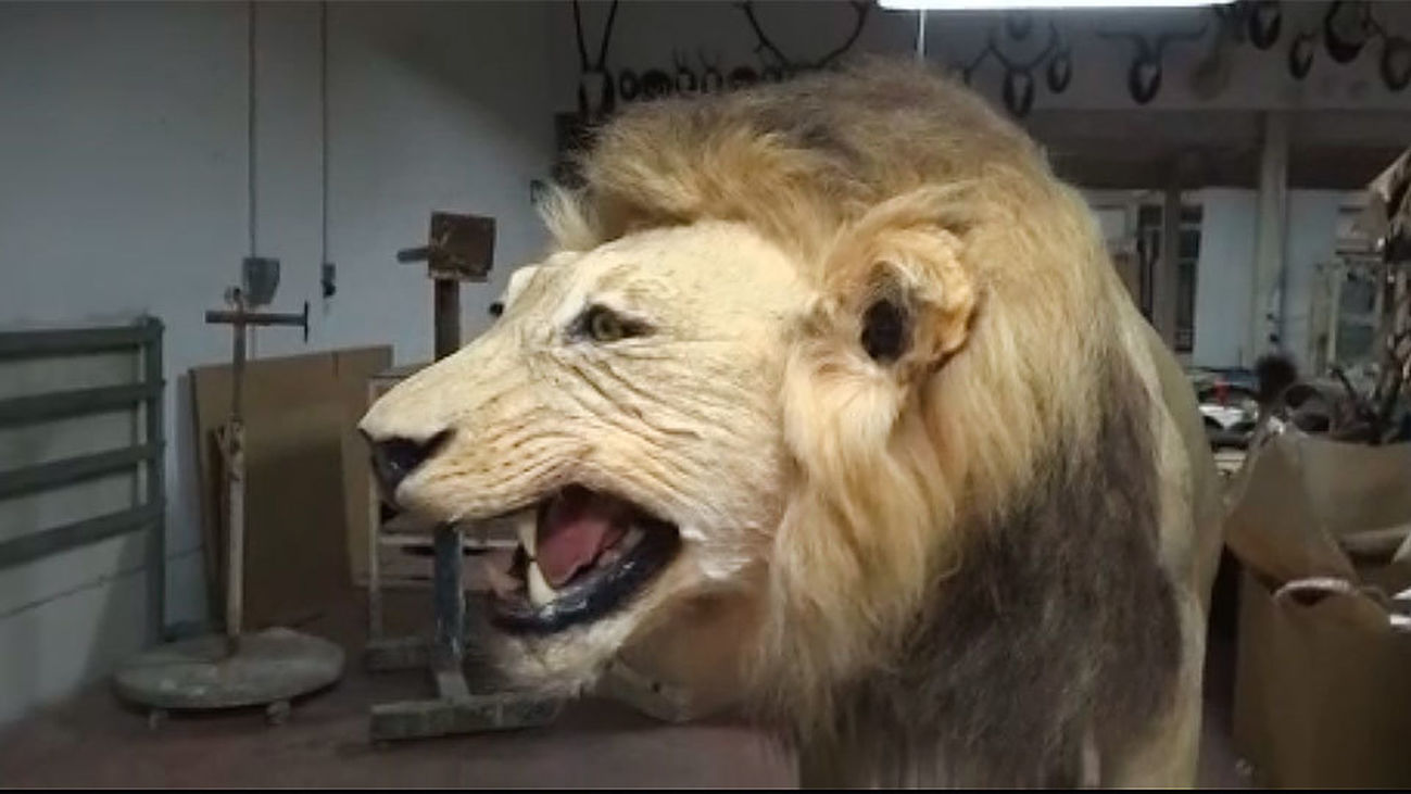 Taxidermia, el arte de disecar animales