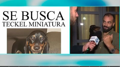 Ofrecen 10.000 euros a quien halle a 'Loncha', un perro perdido en Alcalá