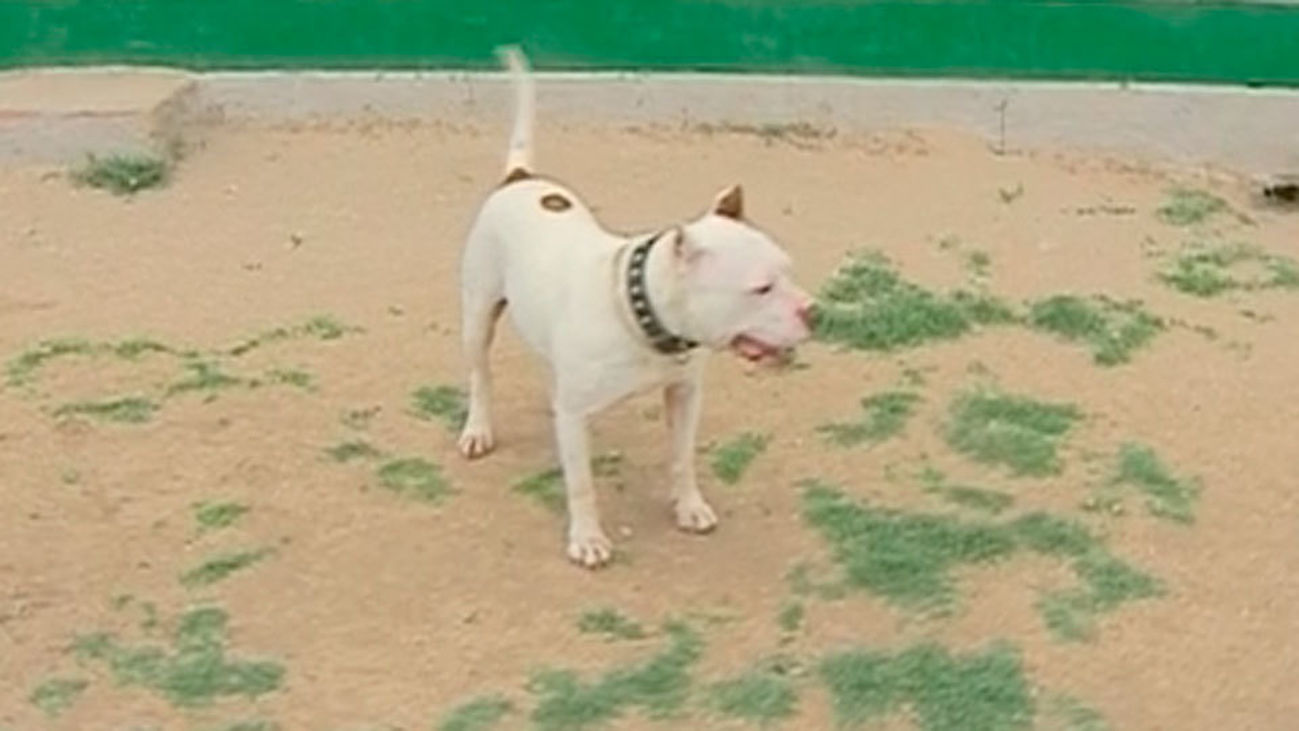 Un hombre grave tras ser atacado por perros peligrosos en Morata de Tajuña