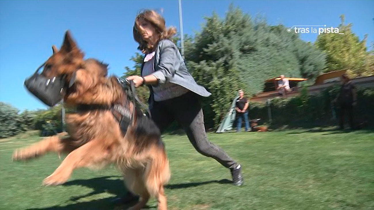 Perros contra la violencia machista