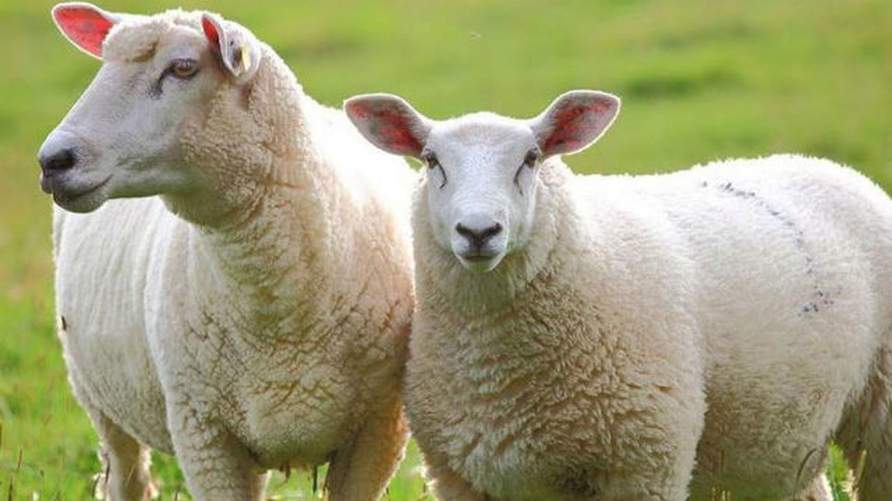 Las ovejas son capaces de reconocer rostros humanos en fotografías