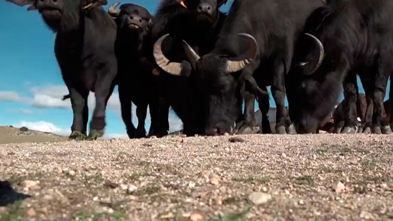 Unos búfalos muy madrileños