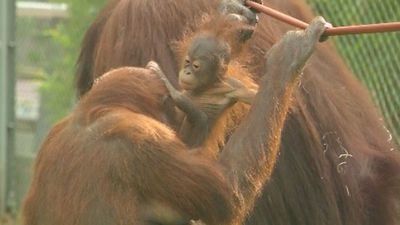 El Zoo de Madrid dedica una semana al orangután, especie amenazada