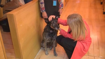 Campaña para acoger a los perros mayores de la Policía, Guardia Civil y Ejército