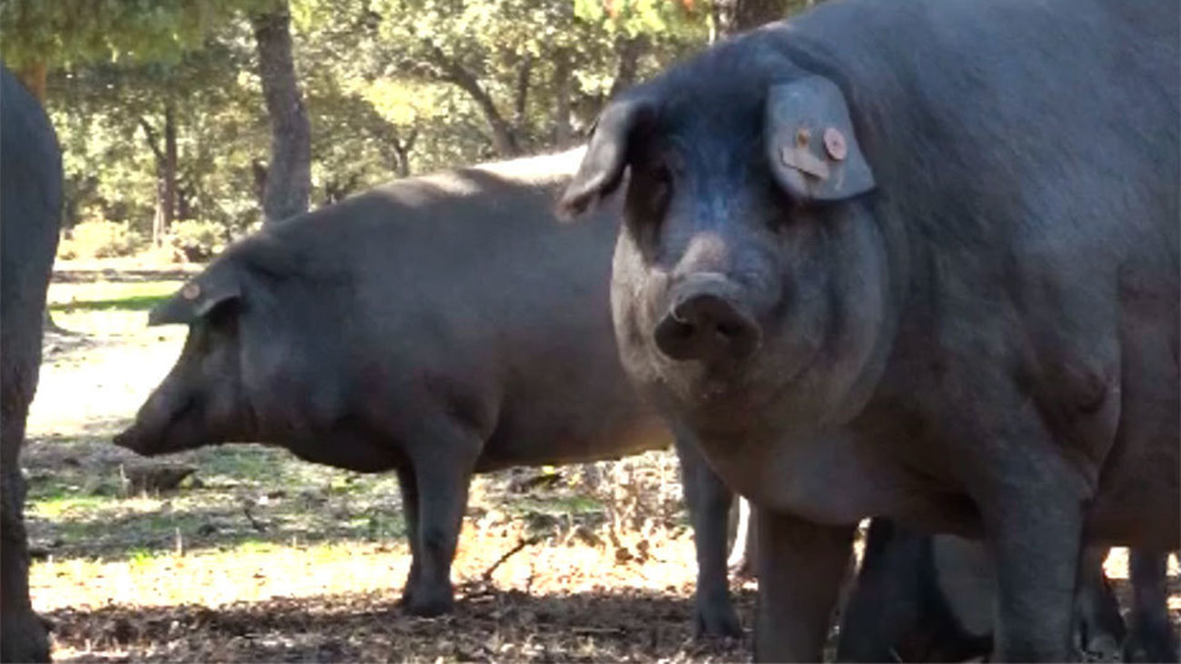 Cerdos 100% ibéricos de Madrid