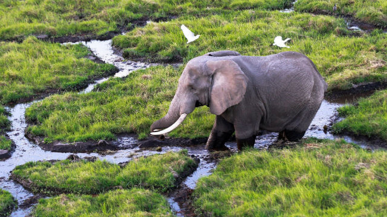 Un elefante atraviesa un pantano en el Parque Nacional de Amboseli (Kenia)