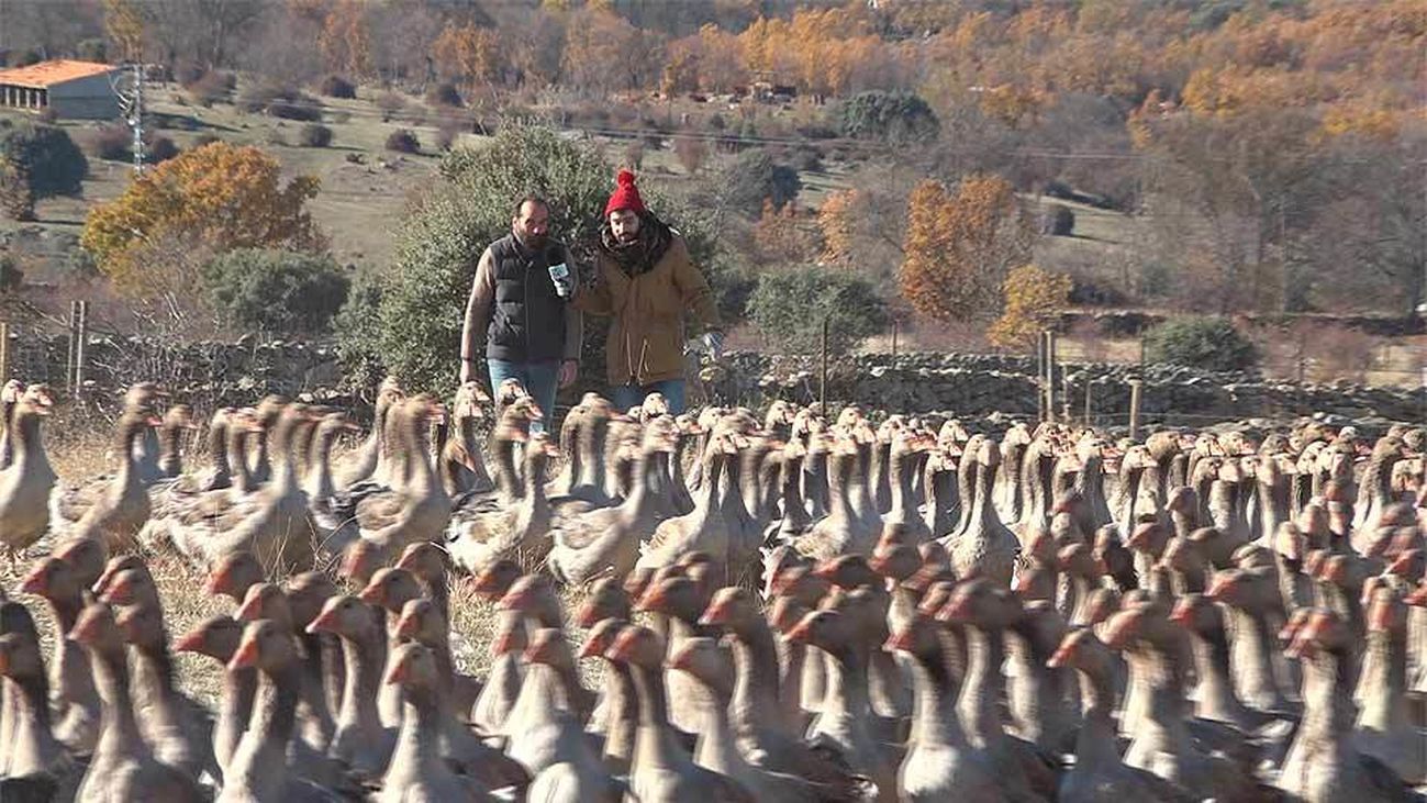 La única granja de ocas de Madrid