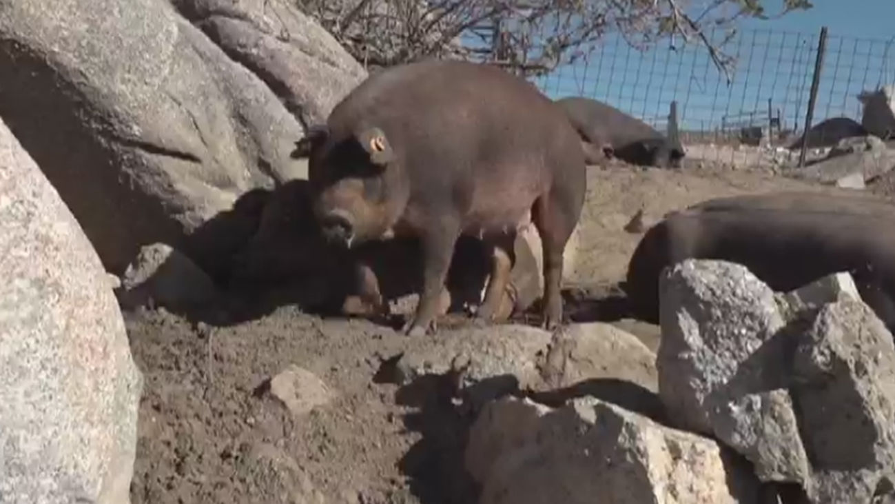 Unos cerdos de película