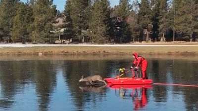 Rescatan con un trineo a un ciervo atrapado en un lago helado en Oregón