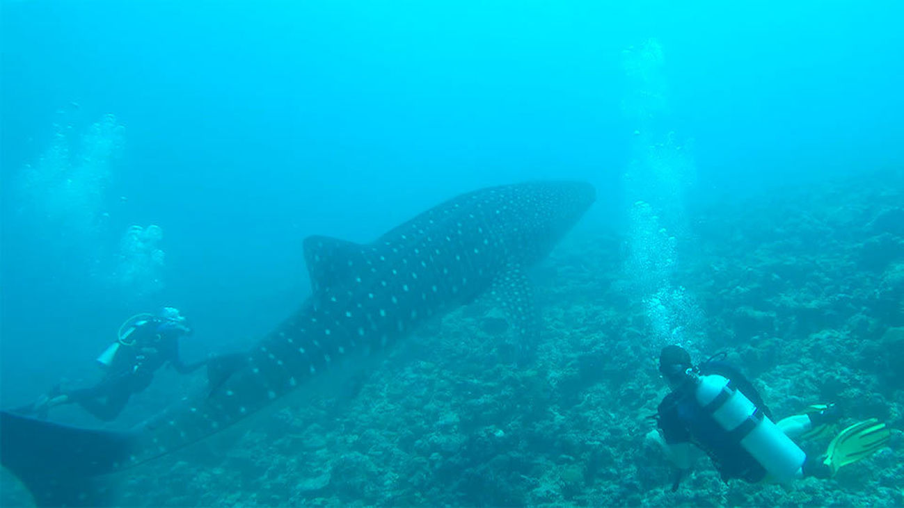 Maldivas: a la caza (inofensiva) de tiburones y delfines