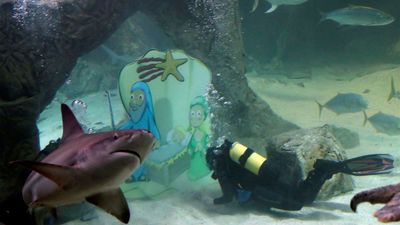 Instalan el Belén sumergido en el tanque de los tiburones del Zoo Aquarium de Madrid