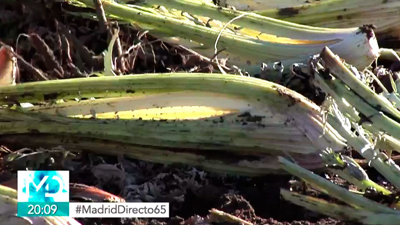 El cardo, una manjar para la Navidad