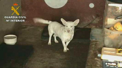 La Guardia Civil recupera 57 perros de un criadero ilegal en Cenicientos