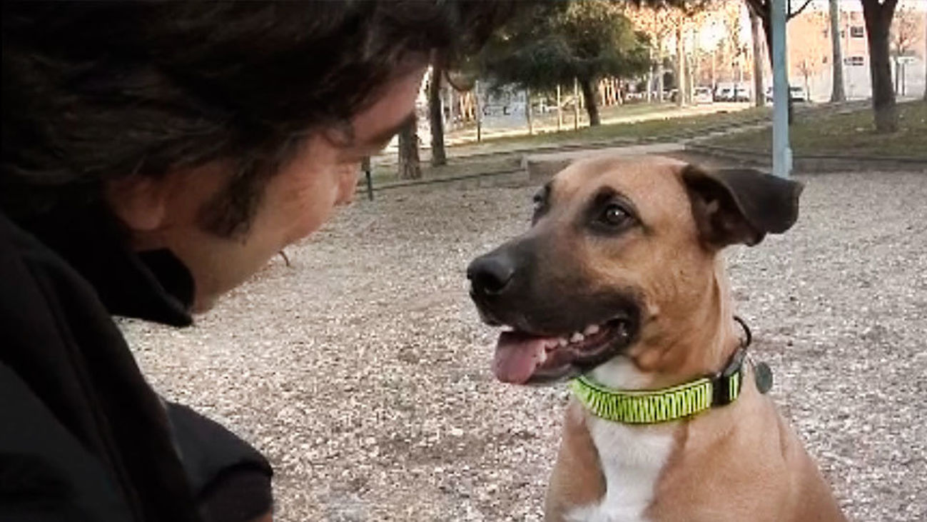 Los animales no son juguetes